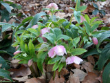 Lenten Rose or Helleborus orientalis