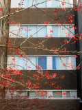 Hawthorne Berries - NYU Medical Center