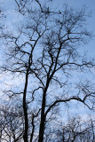 Black Locust Tree