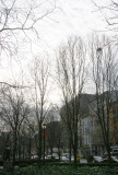 Pear Trees & Southwest View of LaGuardia Place