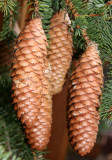 Pine Tree Cones
