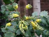 Mahonia x media Charity at Ascension Church