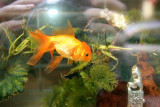 Window Fish Tank & Goldfish