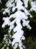 First Snow of the Season - A Balinese Snow Dancer