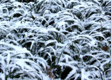 Snow Covered Liriope