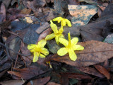 Jasiminum nudiflorum & Loose Ground Foliage