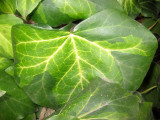 Unknown Ground Cover Plant