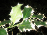 Ivy - Ascension Church