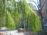 Long Needle Pine Tree Boughs