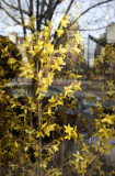 Forsythia - Chez Jacqueline Restaurant Window with Street Reflections