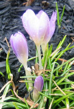 First Crocus of the Season