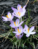 Crocus