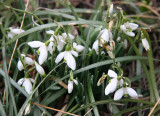 Snowdrops