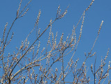 March Pussy Willow Tree Buds