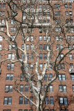 Sycamore Tree at Washington Sq West & West 4th Street
