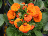 Calceolaria or Pocket-Slipper Blossoms