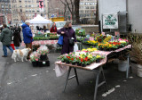 Spring Flowers for Sale