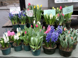 Hyacinths & Tulips