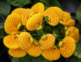 Calceolaria or Pocket-Slipper Flower