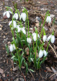 Snowdrops