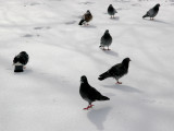 Pigeons in the Snow