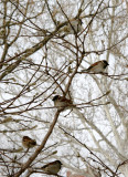 Sparrows in a Magnolia Bush