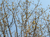 Cornus Dogwood Blossom Buds