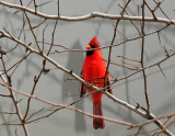 Cardinal in a Hawthorne Tree
