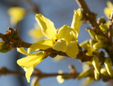 Forsythia Blossoms