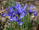 Reticulated Iris
