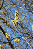 Pussy Willow Tree Buds