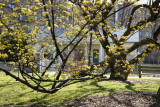 Caretakers Home? - Cornus Dogwood in Bloom