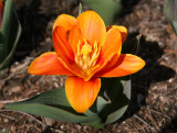 Early Harvest Tulip