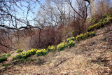 Another Daffodil Hill