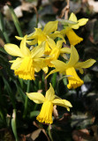 Daffodils