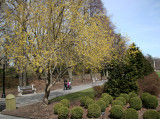 Cornus Cherry Dogwood - Garden View