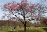 Early Bloomer Cherry Tree
