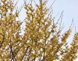 Witch Hazel Blossoms