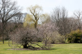 Garden View - Willow Trees