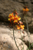 Unknown Desert Flower