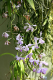 Orchids - Aquatic Garden Gallery