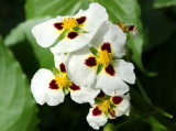 Unknown Aquatic Garden Flower