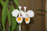 Orchids - Aquatic Garden 