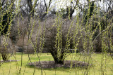 New Foliage - Weeping Willow