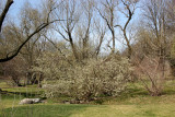 Garden View - Willow Trees