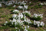 Squill Meadow