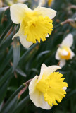 Daffodils