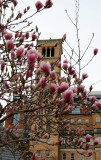 Tulip Tree Blossoms & Judson Church Bell Tower