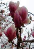 Magnolia Tulip Tree Blossoms
