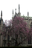 Grace Church & Tulip Tree in Bloom